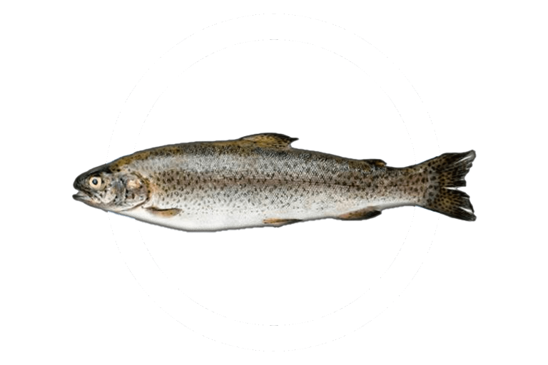 Frozen Trout ‣ Selina Balık İşletme Tesisi